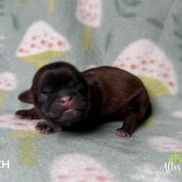 Shih Tzu Puppies from Altas Palmas Shih Tzu