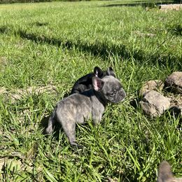 French Bulldog Puppies from Boone County Bulldogs