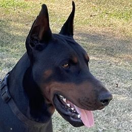 NITRO - Doberman Pinscher