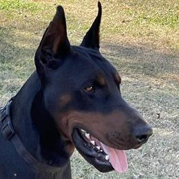 NITRO - Doberman Pinscher