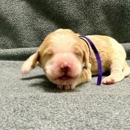Purple - Parti male Goldendoodle puppy in Celina, Texas from Kennedy Doodles