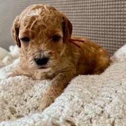 Red - Cream male Goldendoodle puppy in Fruita Colorado, Colorado from Oodles of Teacup Doodles