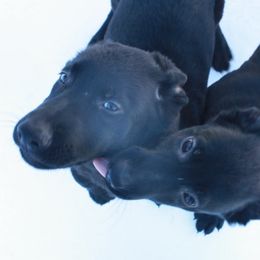 German Shepherd Puppies from Thornock Shepherds