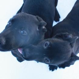German Shepherd Puppies from Thornock Shepherds
