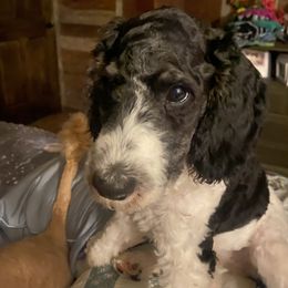 Sheepadoodle Puppies from Roughneck Doodles