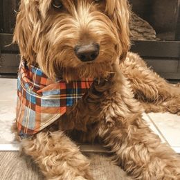 Goldendoodles from The Doodle Den