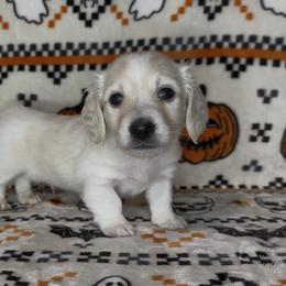Blue collar - Cream male Dachshund puppy in Poteau, Oklahoma from Sisters Dazzling Dachshunds