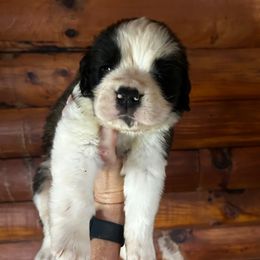 Girl 3 - Brown and white female Saint Bernard puppy in New York from Johnson Farms