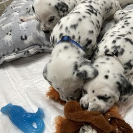 Dalmatian Puppies from Blue Moon Dalmatians
