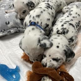 Dalmatian Puppies from Blue Moon Dalmatians