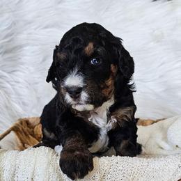 Jubilee - Tri-color female Bernedoodle puppy in Decatur, Georgia from So Adoodable
