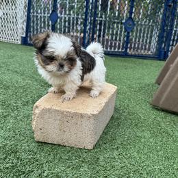 Beth - Orange collar - Gold and white female Shih Tzu puppy in Spring, Texas from Precious Tzu Crew