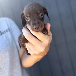 Blue boy - Chocolate and tan male Dachshund puppy in Wray, Georgia from Cotton Hill Dachshunds