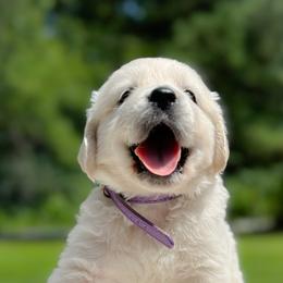 Golden Retrievers from Huntley's Goldens