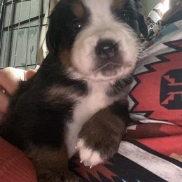 Charles Dickens - Black rust and white male Bernese Mountain Dog puppy in Rural Retreat, Virginia from Bernese Bunker