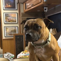 Dakota - Staffordshire Bull Terrier
