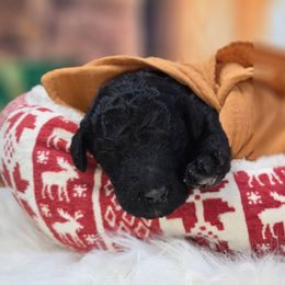 Prime - Black male Poodle puppy in Springfield, Oregon from Valaurah Farms