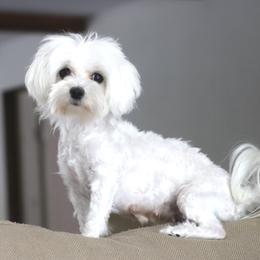 Snow - Maltese
