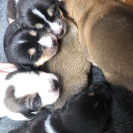 Alaskan Husky Puppies from Fun On The Run Kennel