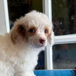 Peaches - Parti female Poodle puppy in Huntsville, Alabama from Flint River Poodles