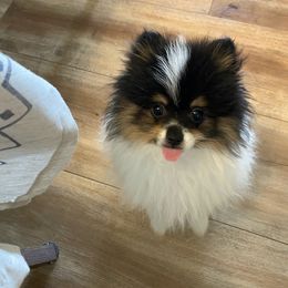 Pomeranian Puppies from Bear Valley Pomeranians