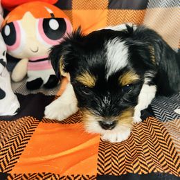 Blossom - Black tan and white female Biewer Terrier puppy in Stockbridge, Georgia from Jenn’s Georgia Morkies and Biewer Terriers