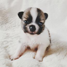 Tiny girl - Black and tan parti female Pomeranian puppy in Ponca City, Oklahoma from Bliss Acres Farm