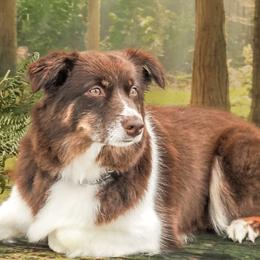 Miniature American Shepherds from Tempus Fugit