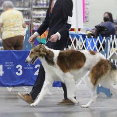 Athelstaine - Borzoi