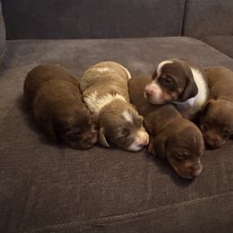 Dachshund puppies from Doxie Dapples