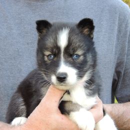 Pomsky and Siberian Husky Puppies from Beastly Beauties Huskies & Pomskies