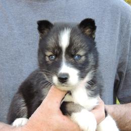 Pomsky and Siberian Husky Puppies from Beastly Beauties Huskies & Pomskies