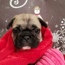 English Bulldog and French Bulldog Puppies from Bullwrinklz