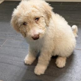 Bella - Cream female Aussiedoodle puppy in Lavonia, Georgia from H & A Kennels