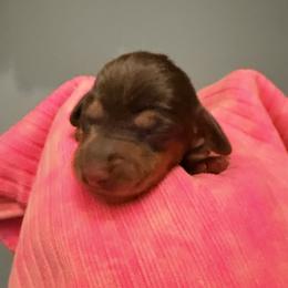 Poppie - Chocolate and tan female Dachshund puppy in Alva, Florida from Salty C's Dachshunds