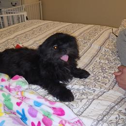 Tucker - Black male Shih Tzu puppy in Kings Mountain, North Carolina from Britany's Shih Tzus