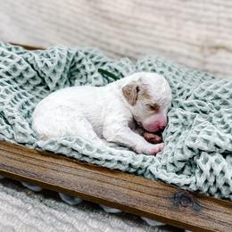 Donner - Cream male Goldendoodle puppy in Montgomery, Texas from Dacus Doodles