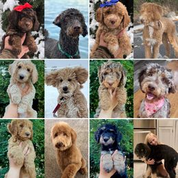 Aussiedoodle puppies from Redwood Aussiedoodles