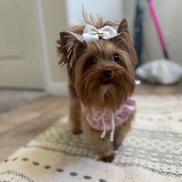 Mali - Yorkshire Terrier