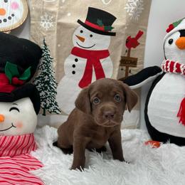 Pink - Chocolate female Labrador Retriever puppy in Heath Springs, South Carolina from Rich Hill Retrievers