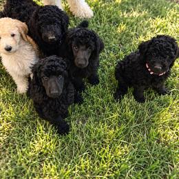 Poodle Puppies from Grace Haven Poodles