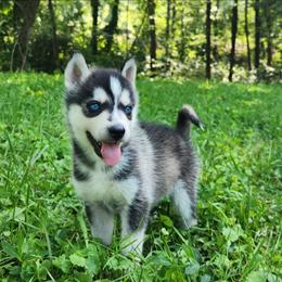 Boy 1 - Black and white male Siberian Husky puppy in Grayson, Kentucky from Kentucky Huskies