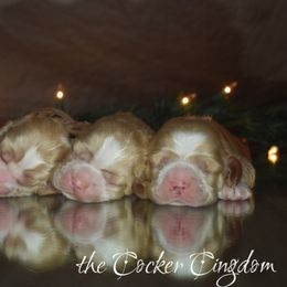 Cockapoo, Cocker Spaniel, and Poodle Puppies from The Cocker Cingdom
