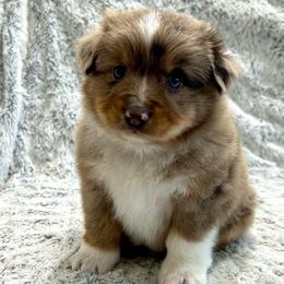 Girl 2 - Red merle female Miniature Australian Shepherd puppy in Sulphur, Louisiana from Triple J Aussies and Corgis