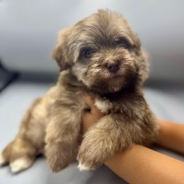 Ferb - Chocolate brindle male Havanese puppy in Culver City, California from Havan Sent Havanese
