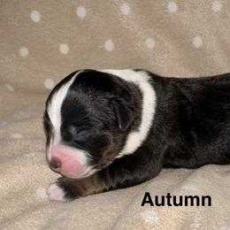 Autumn - Black tri female Miniature American Shepherd puppy in Florseville, Texas from Ashber Farm