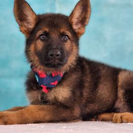 German Shepherd Puppies from Raven Oak's Shepherds