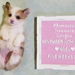 American Corgi and Pembroke Welsh Corgi Puppies from Whimsical Treasure Corgis