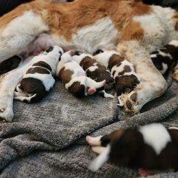 Saint Bernard Puppies from Amber's Saint Bernards