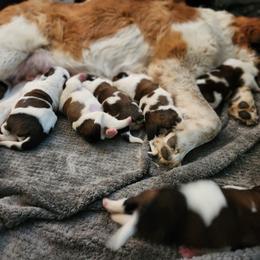 Saint Bernard Puppies from Amber's Saint Bernards